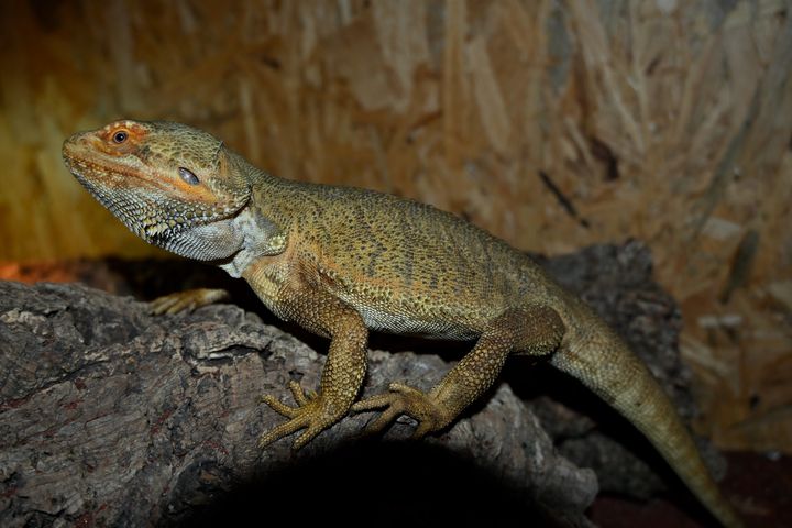 Bradata agama na lubju