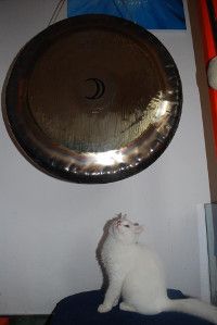Gong in bela mačka