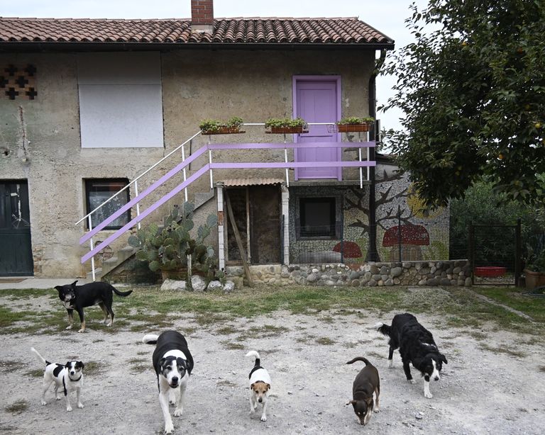 Psi na dvorišču pred hišo z vijoličnimi vrati in stopniščem